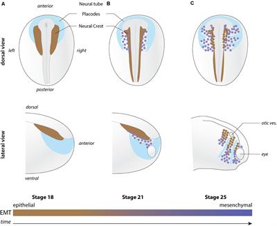 In vivo Neural Crest Cell Migration Is Controlled by “Mixotaxis”